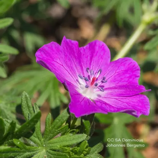 [X8090] Geranium 'Fruit d'Fleur' - Ooievaarsbek - BIO