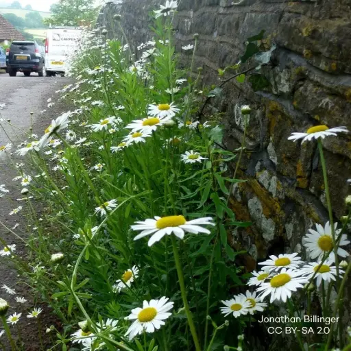 [B8091] Leucanthemum Vulgare - Marguerite Commune - BIO