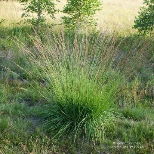 [B8092] Molinia caerulea 'Moorhexe' - BIO