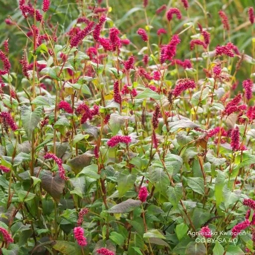 [X8093] Duizendknoop - Persicaria a. 'JS Calor' - BIO