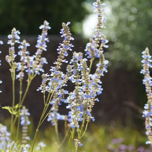 [B8094] Salvia Uliginosa 'African Sky' - BIO