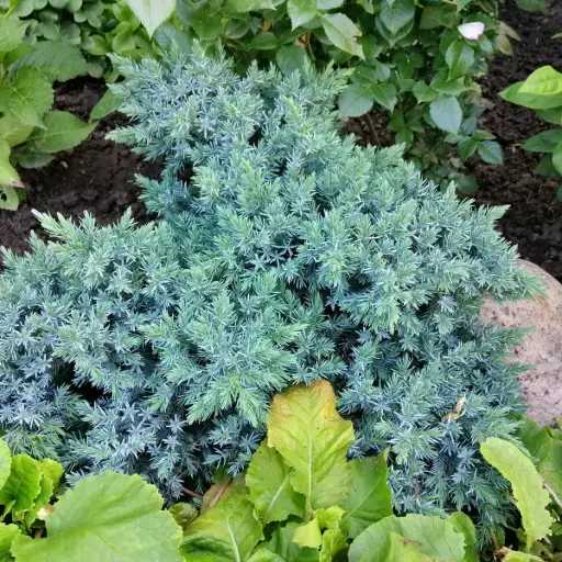 [B8096] Himalaya jeneverbes - Juniperus squamata 'Blue Star' - BIO