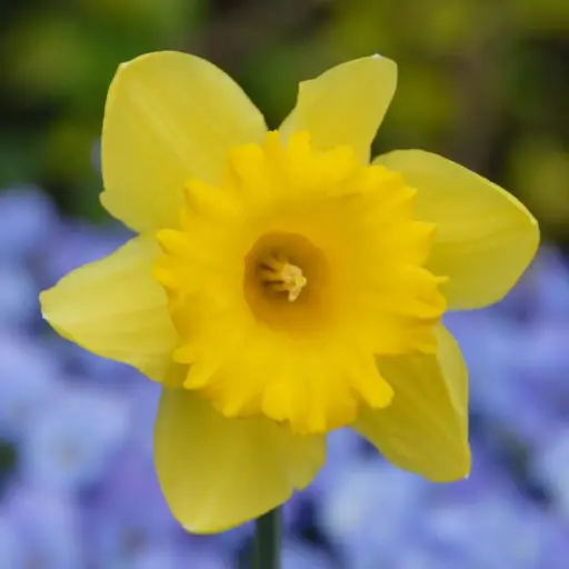 [A3033] Narcis Standard Value - BIO