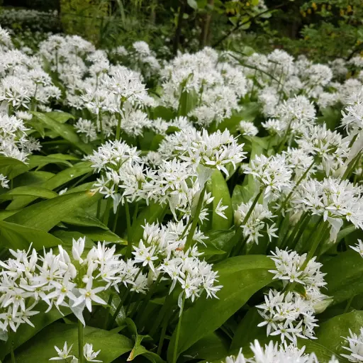 [A9080] Daslook - Allium Ursinum - BIO