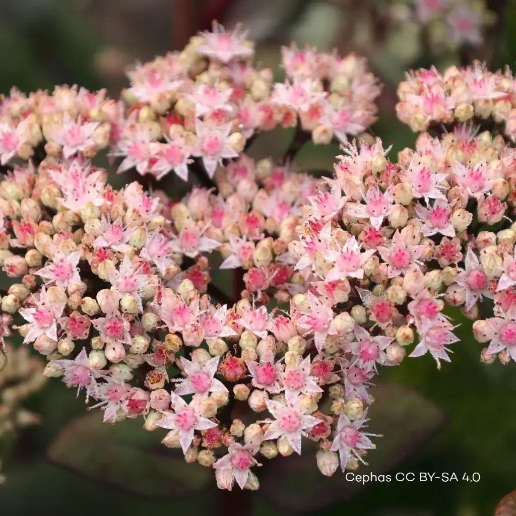 [X7002] Sedum Matrona - Compact - BIO