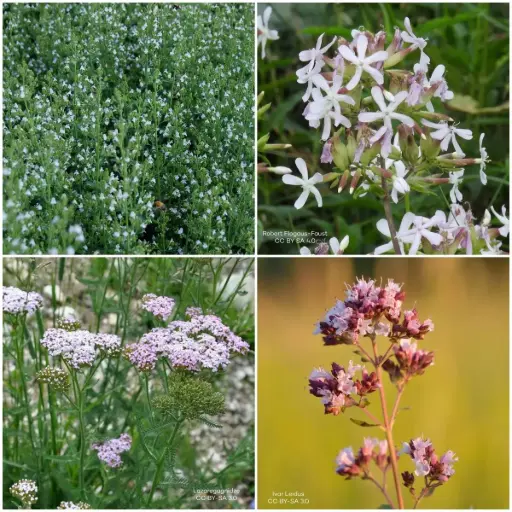 Kit de décapage de dalles pour parterre de jardin Soleil 1 m² - BIO