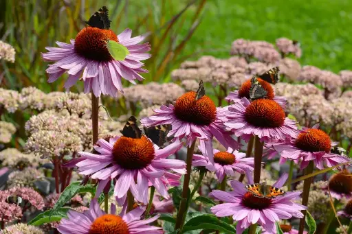 [B7005] Echinacea p. Magnus - Compact - BIO