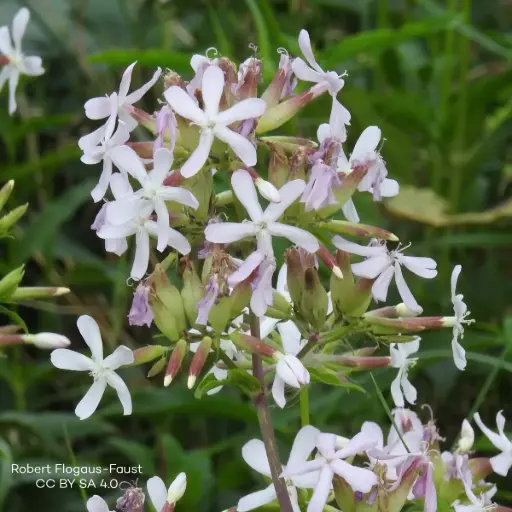 [B7007] Saponaria Officinalis P9 - BIO
