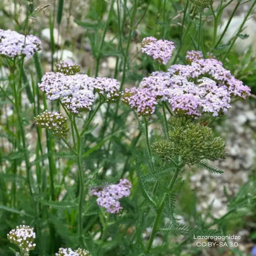[B7008] Duizendblad - Achillea m. Apfelblüte P9 - BIO