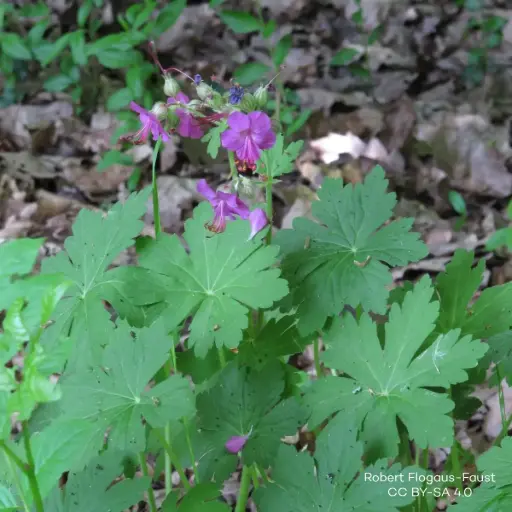 [B7015] Geranium Macrorrhizum P9 - BIO