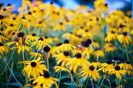 [B7016] Rudbeckia Goldsturm - Compact  - BIO