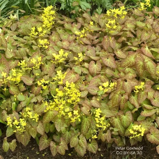 [B7020] Epimedium perralc. Frohnleiten P9 - BIO
