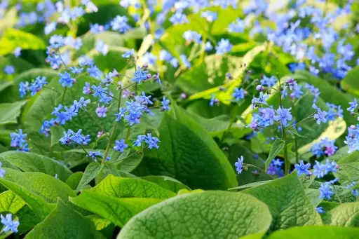 [B7023] Brunnera Macrophylla P9 - BIO