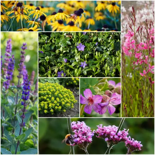 [X8906] Parterre de fleurs bourdonnant - BIO