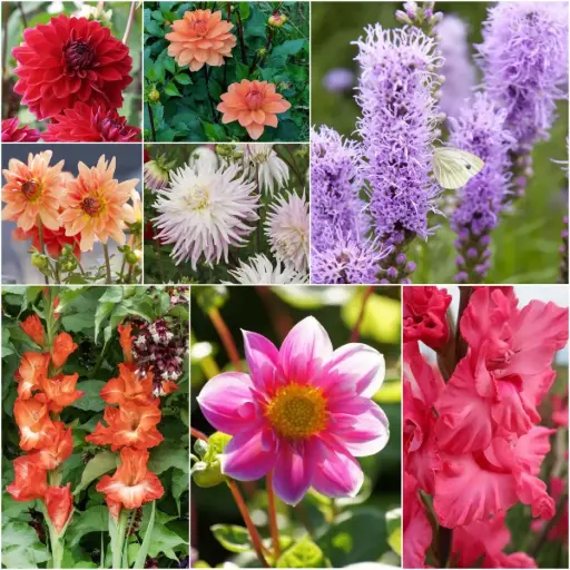 [B9906-V2] Cottage Garden Summer Dream - BIO (V2)