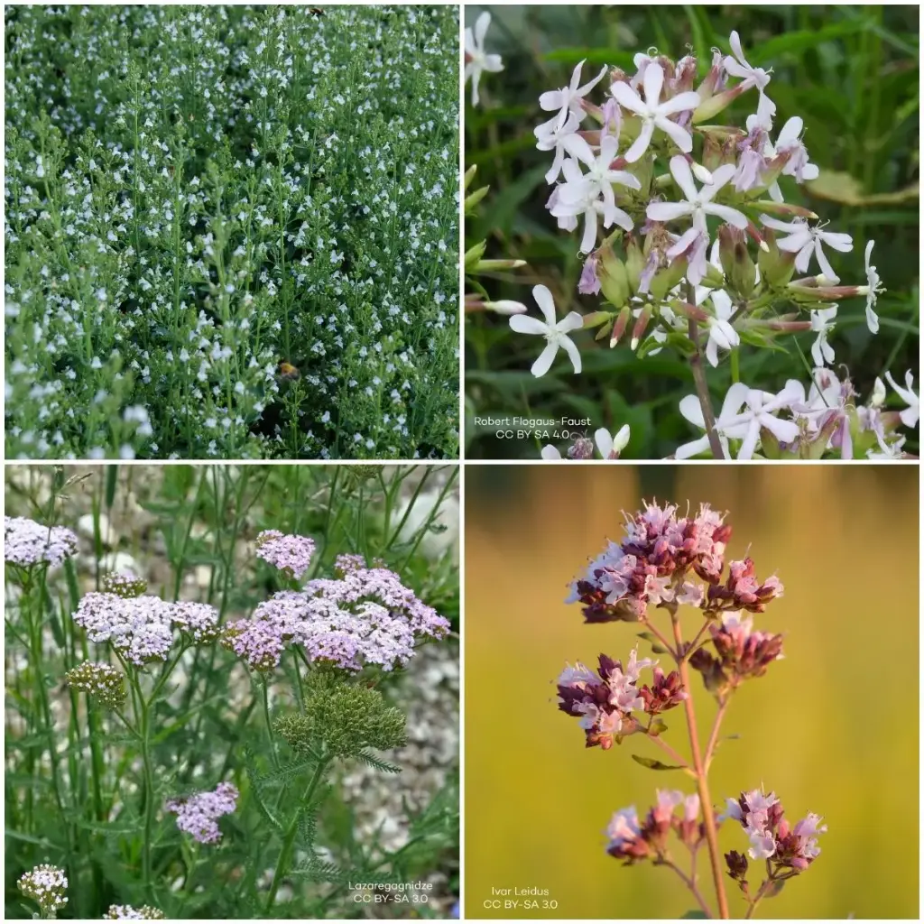 Borderpakket voor Zon 1 m² - BIO | Natural Bulbs BE