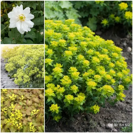 [B7904-BP] Borderpakket voor Schaduw 1 m² - BIO 