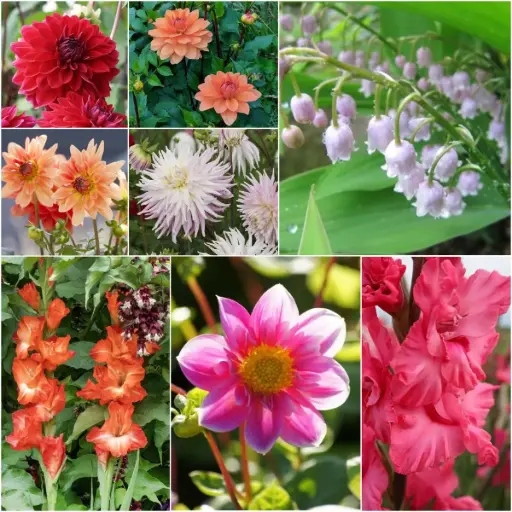 [B9906-V2-Moeder] Zomerdroom voor Mama - BIO