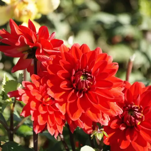 [B1069] Dahlia Heatwave - BIO