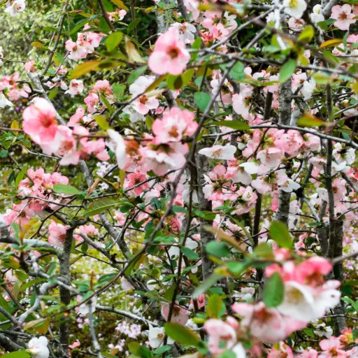 [F1025] Chinese Kwee - Chaenomeles cathayensis - Royaal - BIO