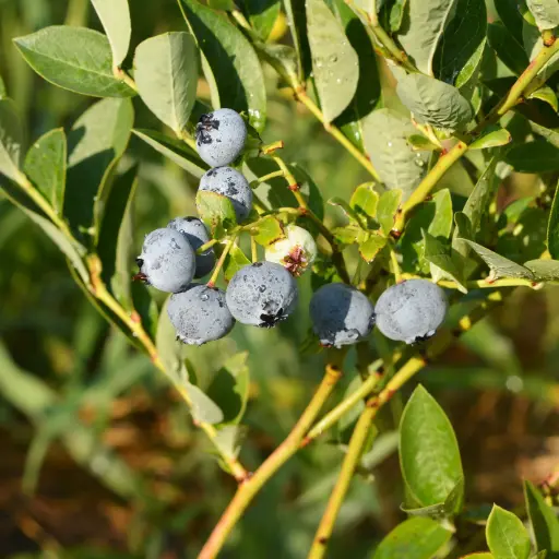 [F1034] Blauwe Bes Struik Duke - Royaal - BIO