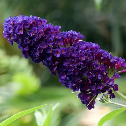 [X8098] Vlinderstruik - Buddleja Black Knight - Royaal - BIO