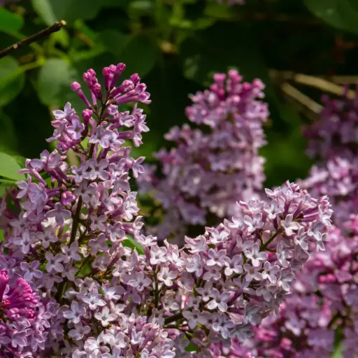 [X8100] Syringa Josée - Lilas Commun - Généteux - BIO