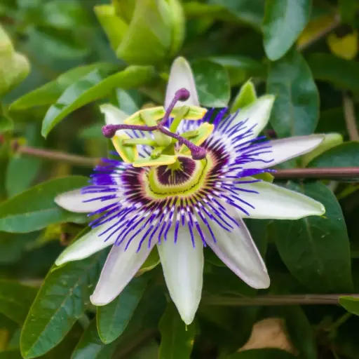 [X8409] Passiebloem - Passiflora Caerulea - Royaal - BIO