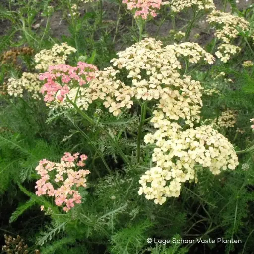 [X7025] Achillée millefeuille - Achillea m. Lachsschönheit - Compact - BIO