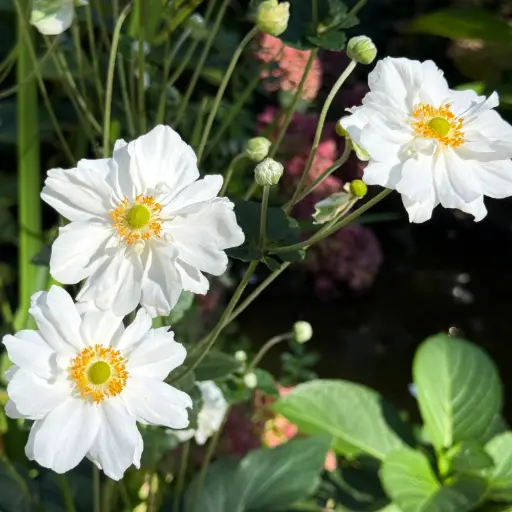 [X7030] Anémone du Japon - Anemone Whirlwind - Compact  - BIO