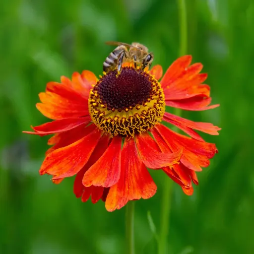 [X7038] Helenium Moerheim Beauty - Zonnekruid - Compact - BIO