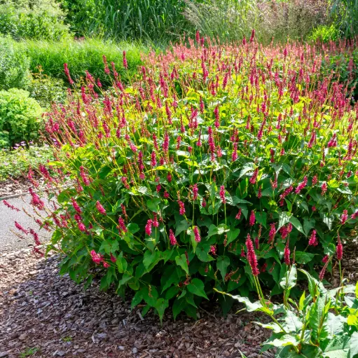 [X7041] Persicaria amplexicaulis - Compact - BIO