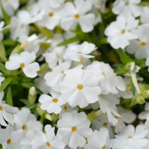 [B7043] Vlambloem - Phlox sub. White Delight - Compact - BIO