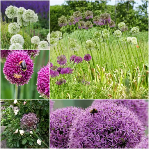 [AC99085-V3] Hoge Sierlook (Allium) collectie V3 - BIO