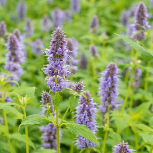 [X8003] Dropplant - Agastache Blue Fortune - BIO