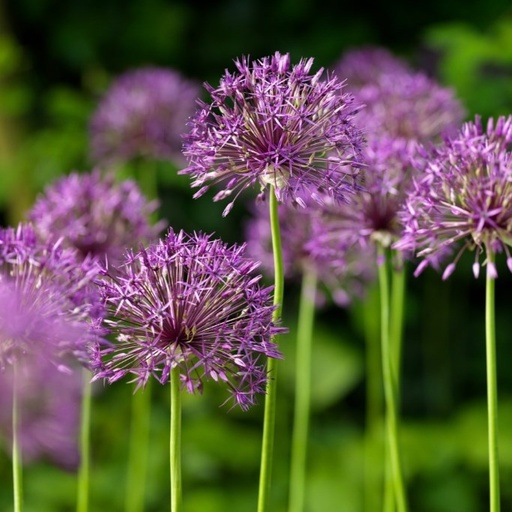 [A9058] Allium Purple Rain - BIO