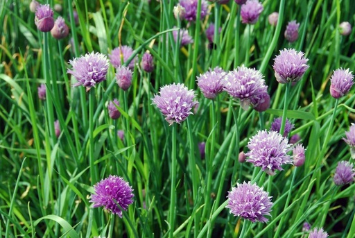 [X8045] Allium schoenoprasum - BIO