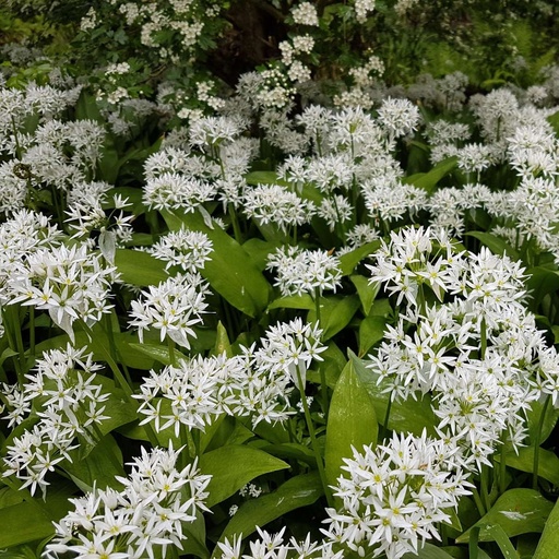 [X8046] Daslook - Allium Ursinum - BIO