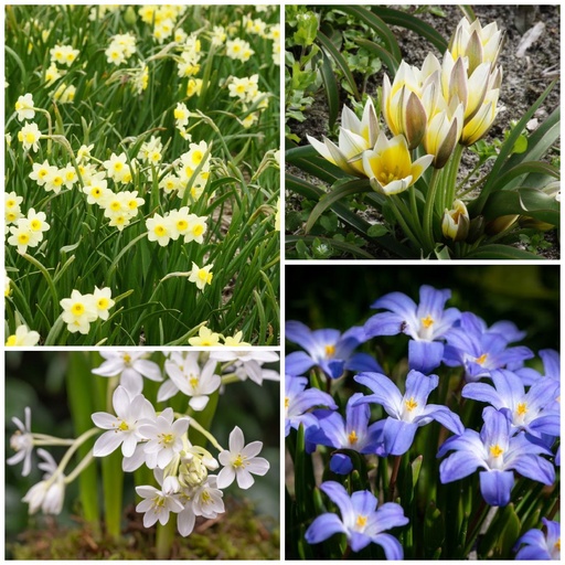 [AM99024-V3] Buffet Abeilles Picnic sous les Arbres v3 - BIO