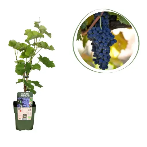 [F1013] Blauwe Druif (Wijnstok) - BIO