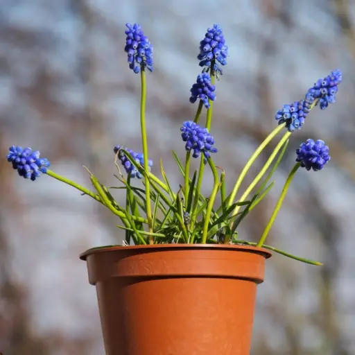 [P1001] Jacinthe à Grappes Bleu en Pot - BIO
