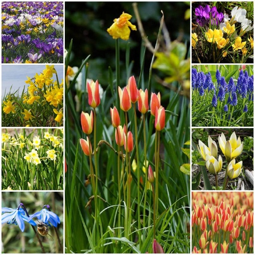 [AC99027] Lot Jardin Printemps pour Abeilles L - BIO