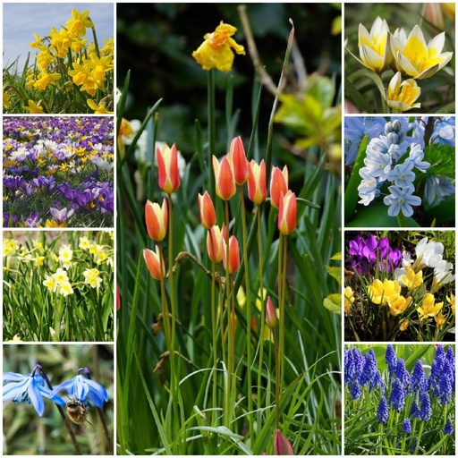 [AC99027] Lot Jardin Printemps pour Abeilles XL - BIO