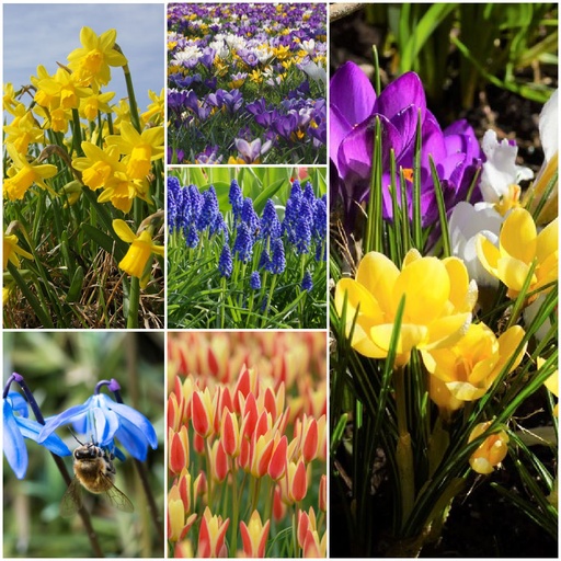 [AC99042] Blije Bijen Bollen Pakket L - BIO