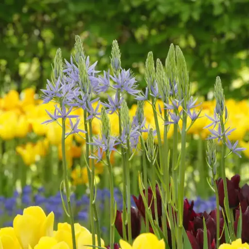 [A9005] Camassia Cusickii - Prairielelie - BIO