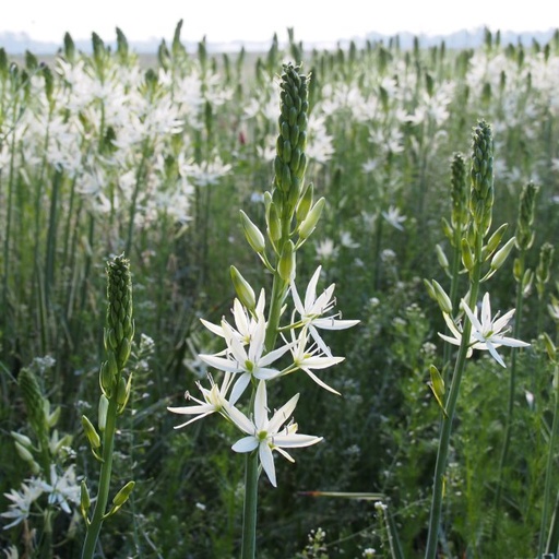 [A9030] Camassia Leichtlinii Sacajawea - Witte Prairielelie - BIO