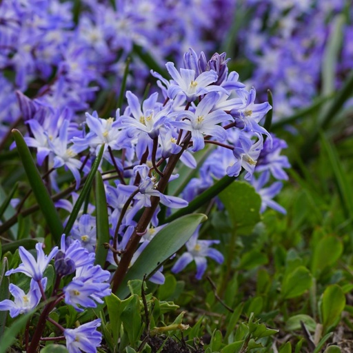 [A9019] Sneeuwroem - Chionodoxa Blue Giant - BIO