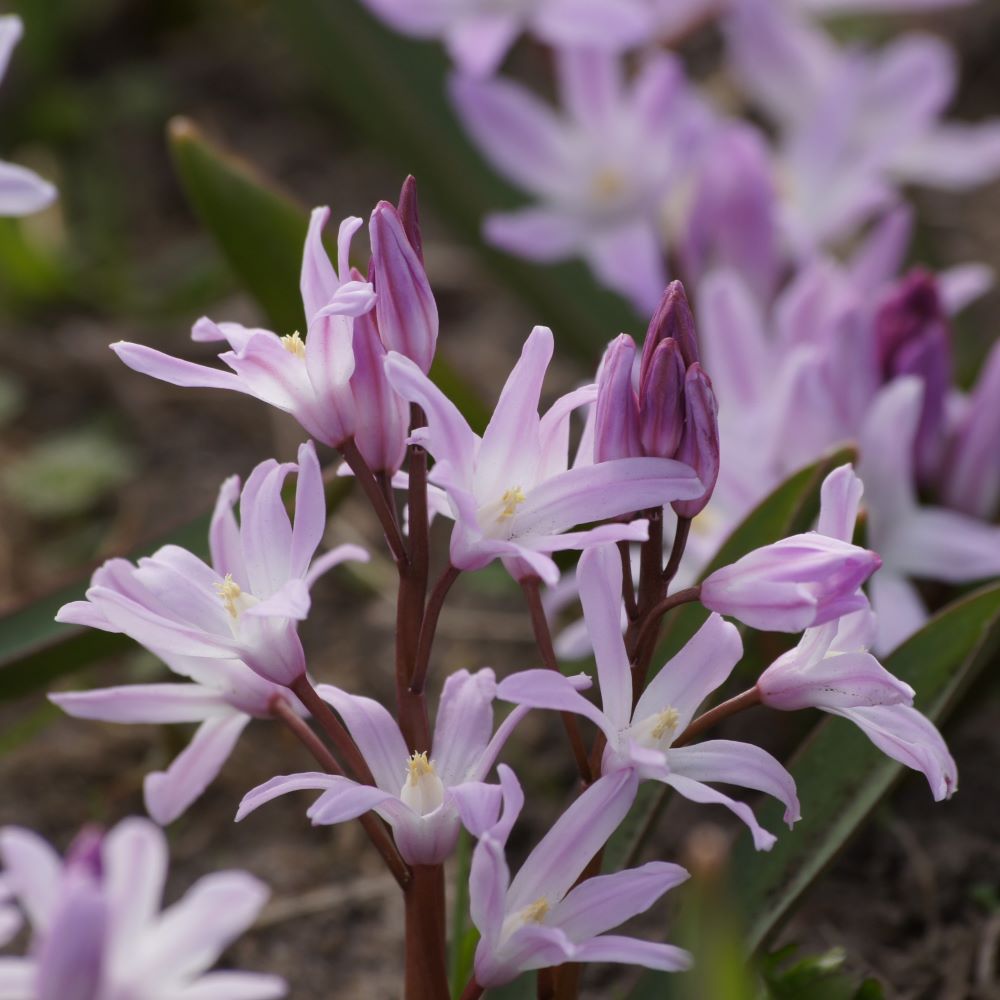 [A9020] Sneeuwroem - Chionodoxa Pink Giant - BIO