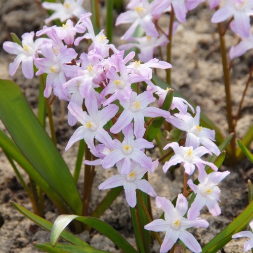 [A9020] Chionodoxa Pink Giant - Gloire des Neiges - BIO