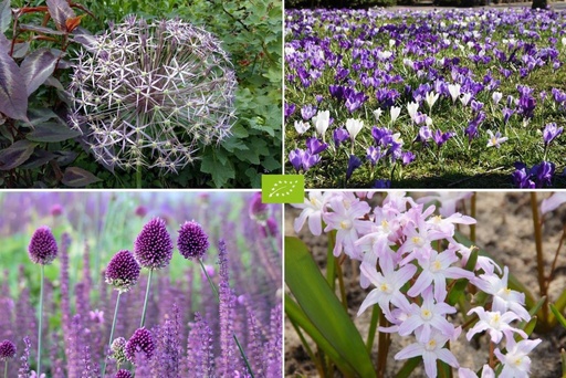 [AM99030-V2] Czaar Peter Mix - BIO